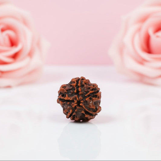 Natural 5 Mukhi Rudraksha Bead