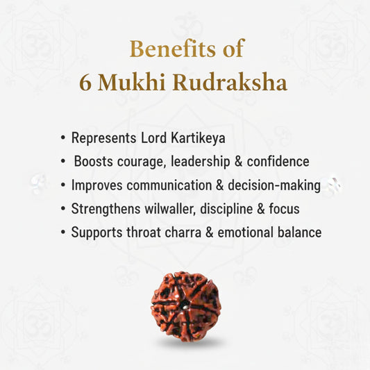 6 Mukhi Rudraksha Gold Plated Pendant  A Premium Quality