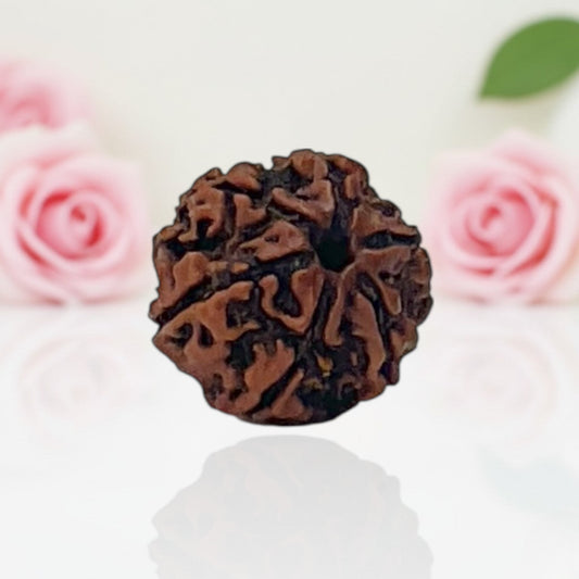 Natural 6 Mukhi Rudraksha Beads  AA Premium Quality