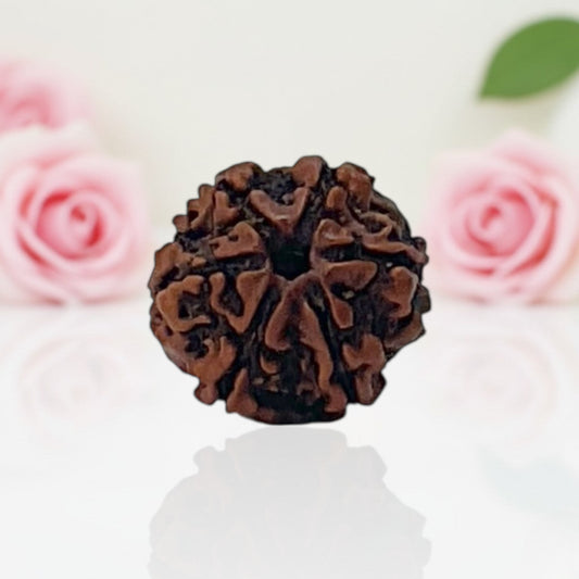 Natural 6 Mukhi Rudraksha Beads  AA Premium Quality