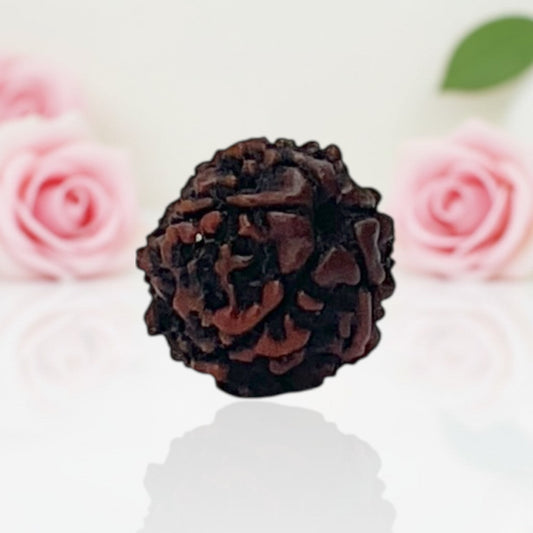 Natural 6 Mukhi Rudraksha Beads  A Premium Quality