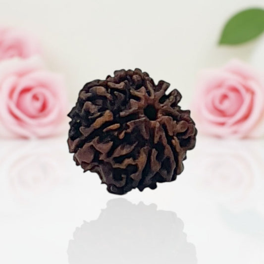 Natural 7 Mukhi Rudraksha Beads  A Premium Quality