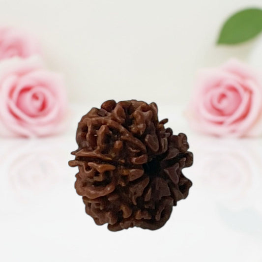 Natural 8 Mukhi Rudraksha Beads