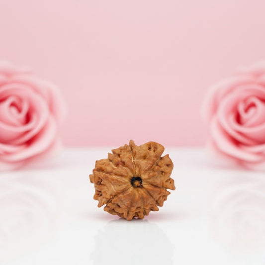 Natural 9 Mukhi Rudraksha Beads  A Premium Quality