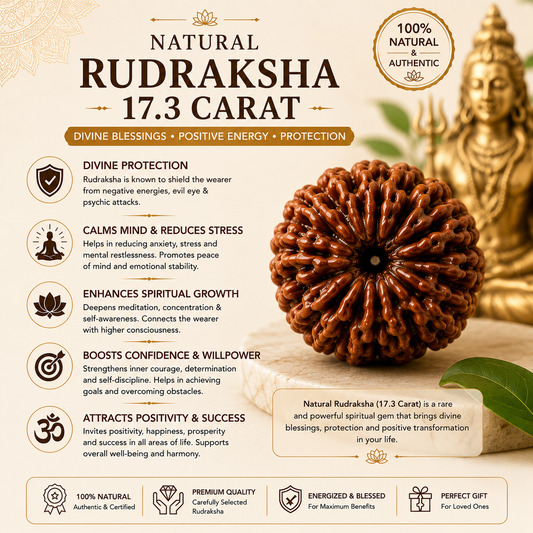 Natural Rudraksha - 17.3 Carat