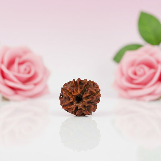 Natural 8 Mukhi Rudraksha Beads   AA Premium Quality