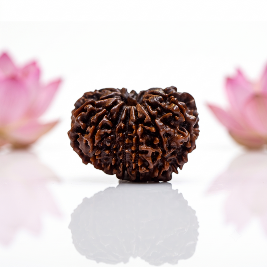 Natural 13 Mukhi Rudraksha Beads