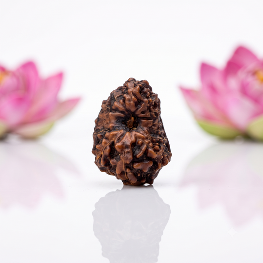 Natural 14 Mukhi Rudraksha Beads
