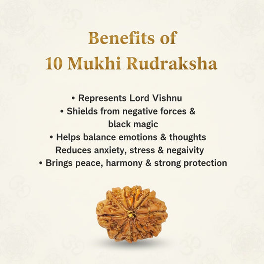 Natural 10 Mukhi Rudraksha Beads  AA Premium Quality