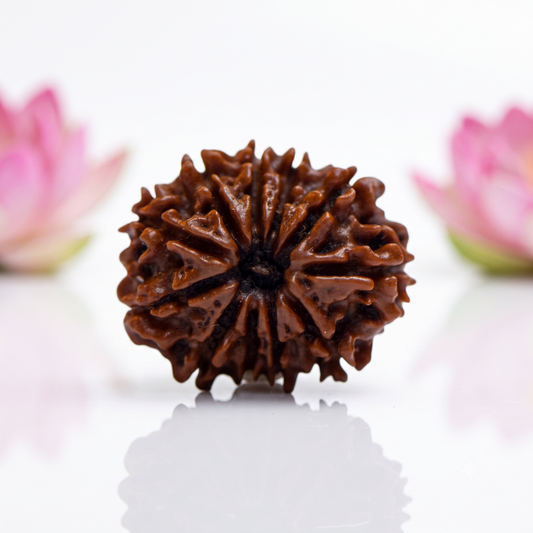 Natural 11 Mukhi Rudraksha Beads