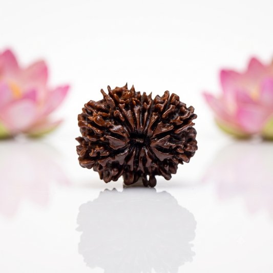 Natural 13 Mukhi Rudraksha Beads