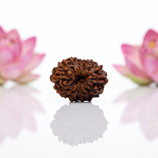 Natural 12 Mukhi Rudraksha Beads