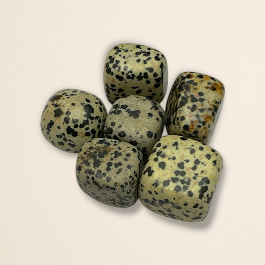 Dalmatain Jasper Tumble